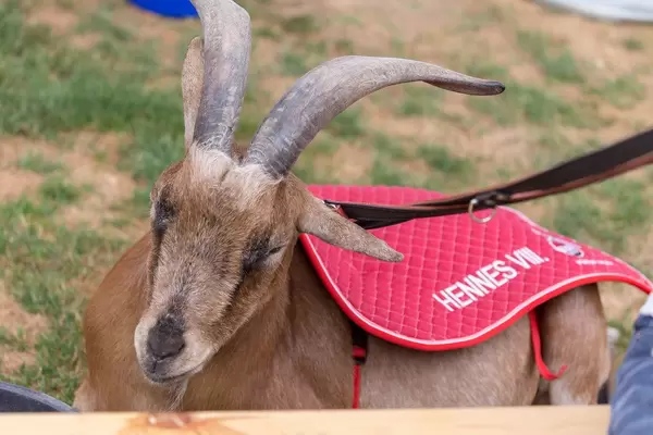 1. FC Köln mascot Hennes VIII. Real goat