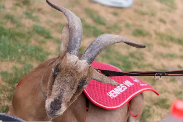1. FC Köln Maskottchen Hennes VIII