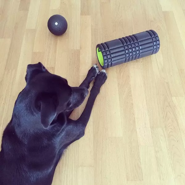 17 days until #BerlinMarathon. How do you stay fit and healthy? #running #sports #marathon #berlin #koelnmarathon #labrador #laboftheday #instapic #picoftheday #triggerpoint #blackroll #fitness #pets #puppy