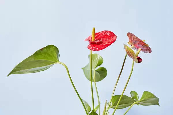 A beautiful anthurium flower