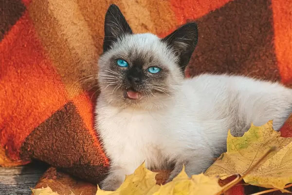 A beautiful blue eyed young cat lies on a red plaid and autumn maple leaves