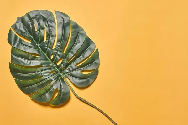 A big palm leaf on bright background