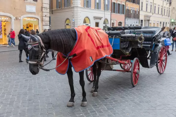 A black horse with a coach for carriage rides through Rome