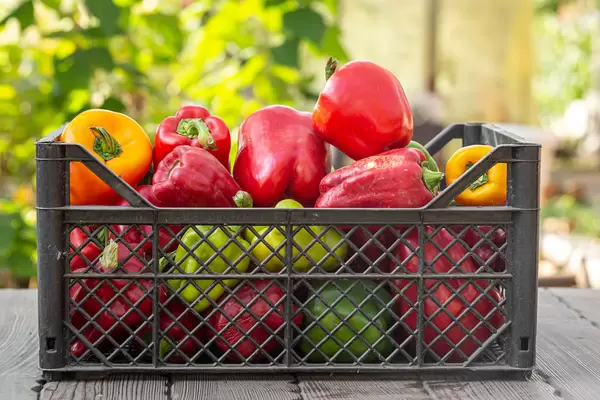 A box of fresh bell pepper on a blurred nature background. Harvest concept