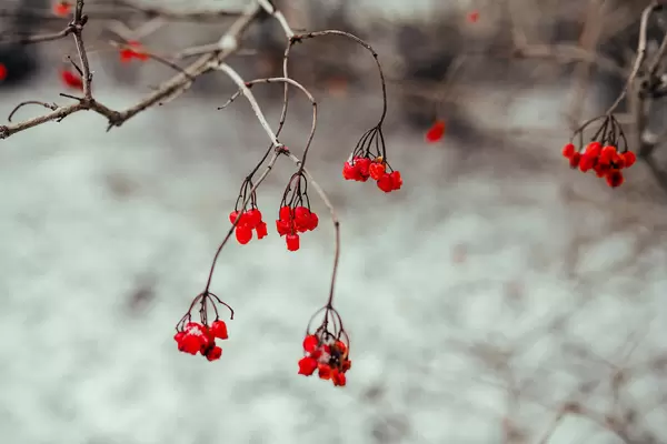 A Branch Of Red Viburnum Berries In Wintertime