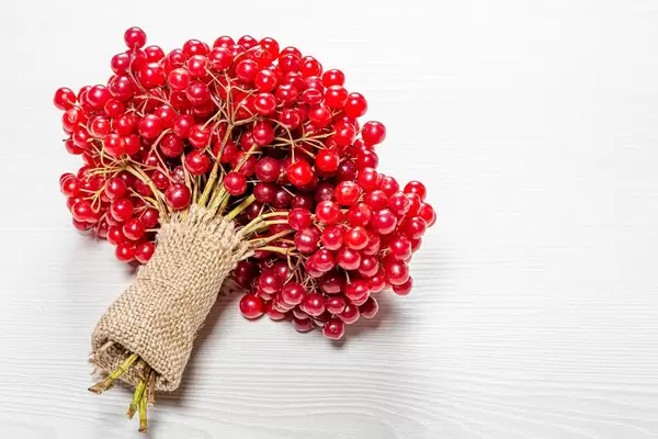 A bunch of twigs with berries of fresh ripe viburnum on a white wooden background (Flip 2019)