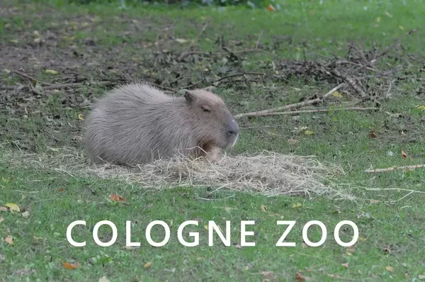 A Capybara sleeps on straw on a green meadow, above the photo title Cologne Zoo