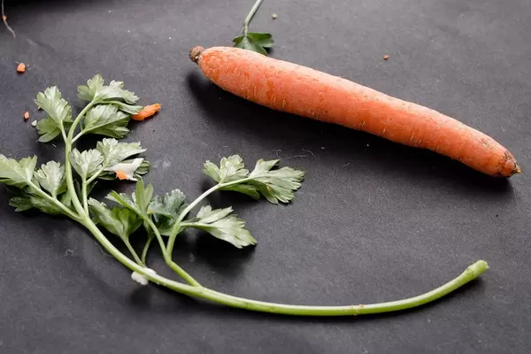 A carrot and parsley in dark background