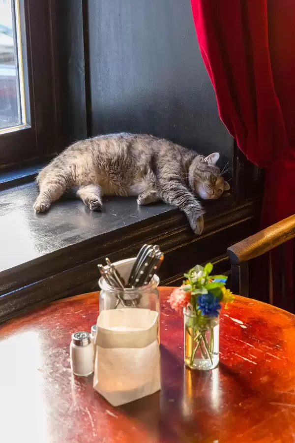 A cat in Das Augustin in Vienna
