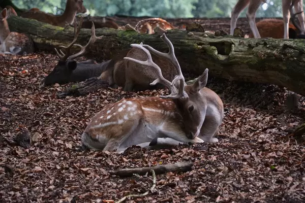 A deer laying in the fallen leaves