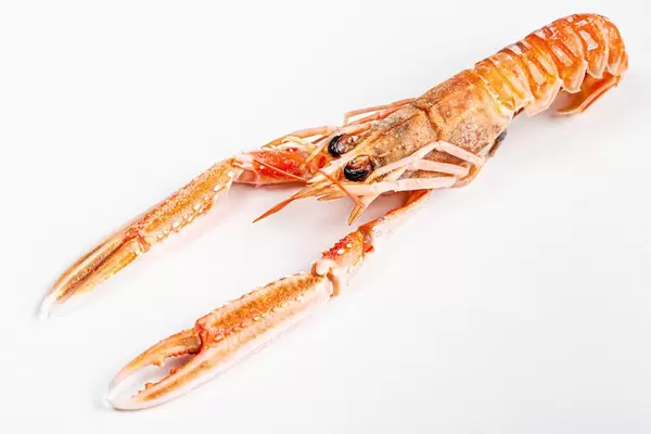 A delicious freshly steamed lobster