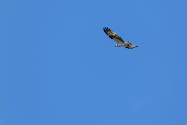 A falcon flies with its wings spread out in the blue sky of Finland