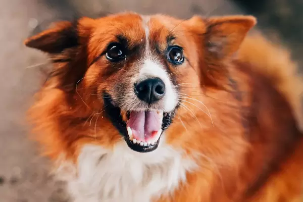 A fluffy dog with a smile (Flip 2019)