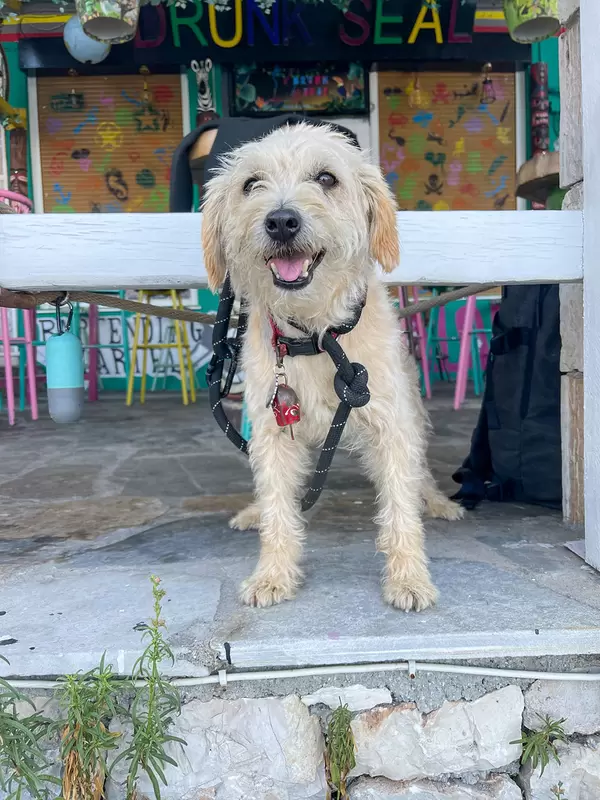 A friendly little dog tied in front of the closed Drunk Seal cocktail bar in Patitiri, Alonnisos