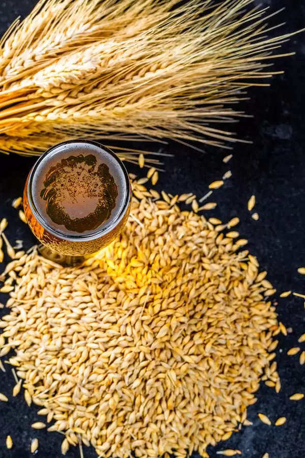 A glass of fresh beer with spikelets and barley grain