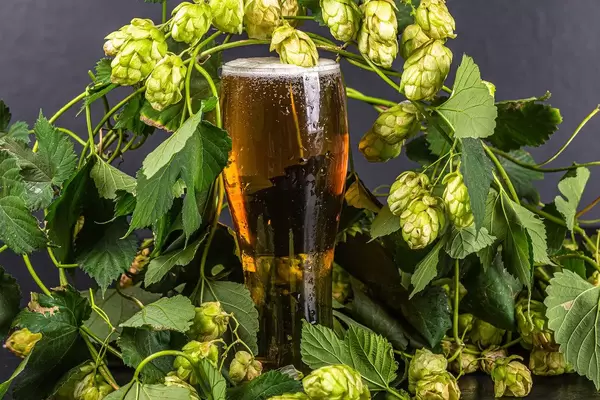A glass of light beer among the branches of hops with cones and leaves