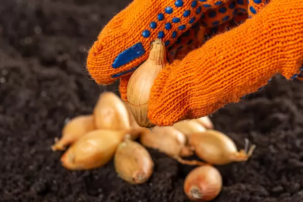 A gloved hand holds a sevok onion, close-up