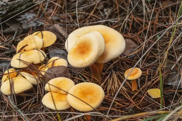 A group of wild yellow mushrooms grow in the forest