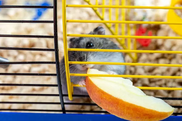 A hamster eating slice of Apple inside his cage (Flip 2019)