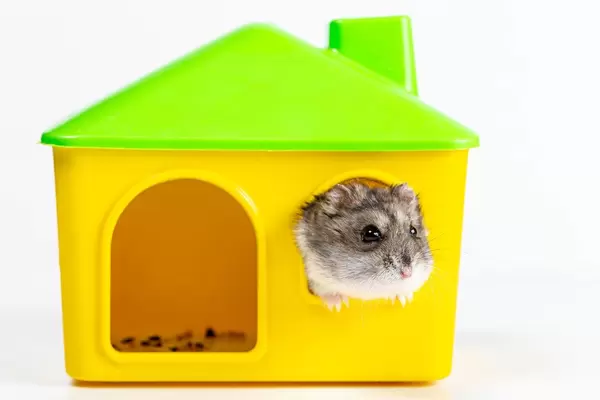 A hamster looks out the window of his house
