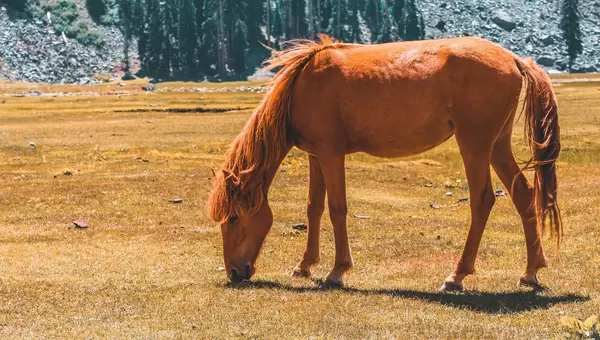 A horse eating grass  Flip 2019