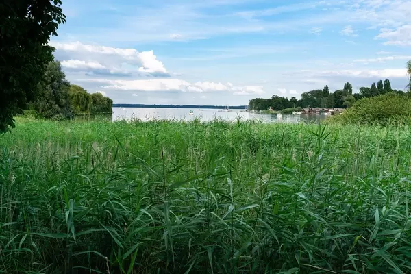 A lot of cordgrass at the lake shore in the town of Schwerin, Germany