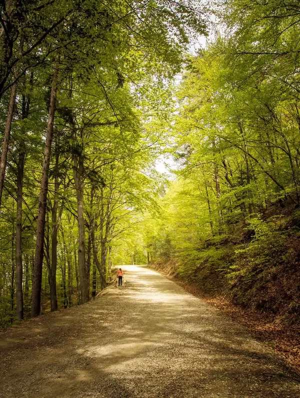 A path in the forest