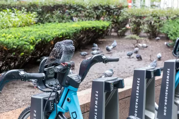 A pigeon takes some rest on the handlebar of a rental bike parked at a docking station in Downtown Chicago
