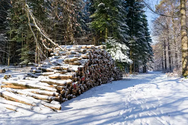 A pile of prepared tree logs waiting in the forrest covered in snow