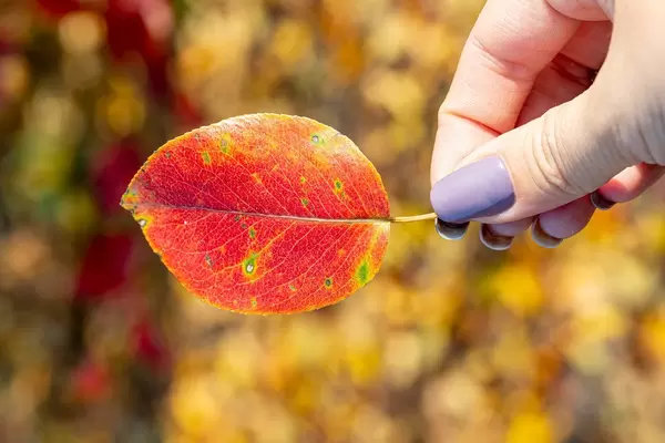 A red leaf in a woman's hand on a blurred autumn background of nature (Flip 2019)