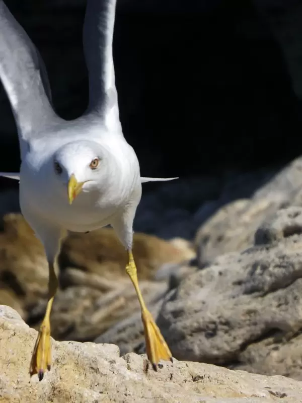 A seagull taking off from the rock on the beach of the Black sea, Crimea