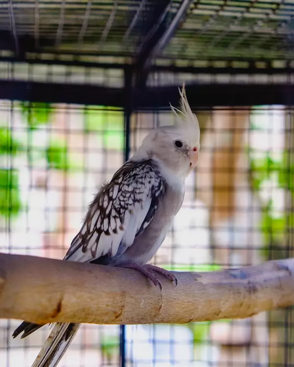 A small cockatiel sitting on a branch (Flip 2019)