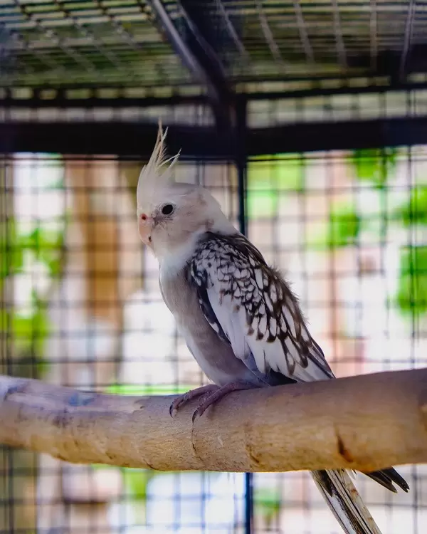 A small cockatiel sitting on a branch