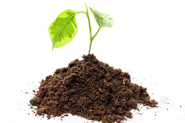 A small tree sprouts from the soil on a white background. The concept of development, life (Flip 2019)