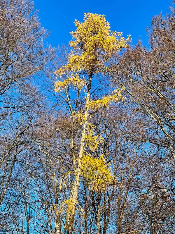 A tall and thin tree with bright yellow leaves surrounded by other trees with the blue sky behind