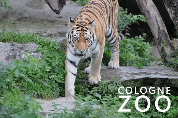 A tiger walks through its enclosure at the cologne zoo in Germany