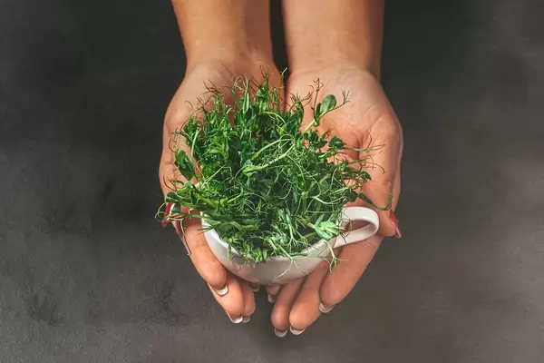 A woman holds a Cup with fresh pea sprouts on a dark background (Flip 2019)