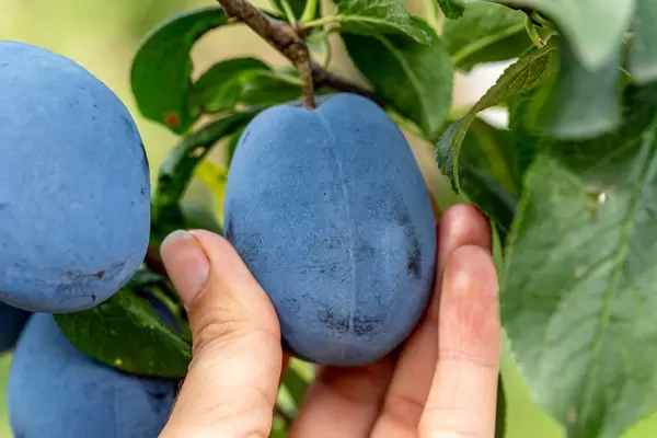 A woman's hand picks a ripe plum from a tree