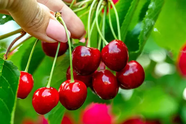 A woman's hand tears red cherries from a tree