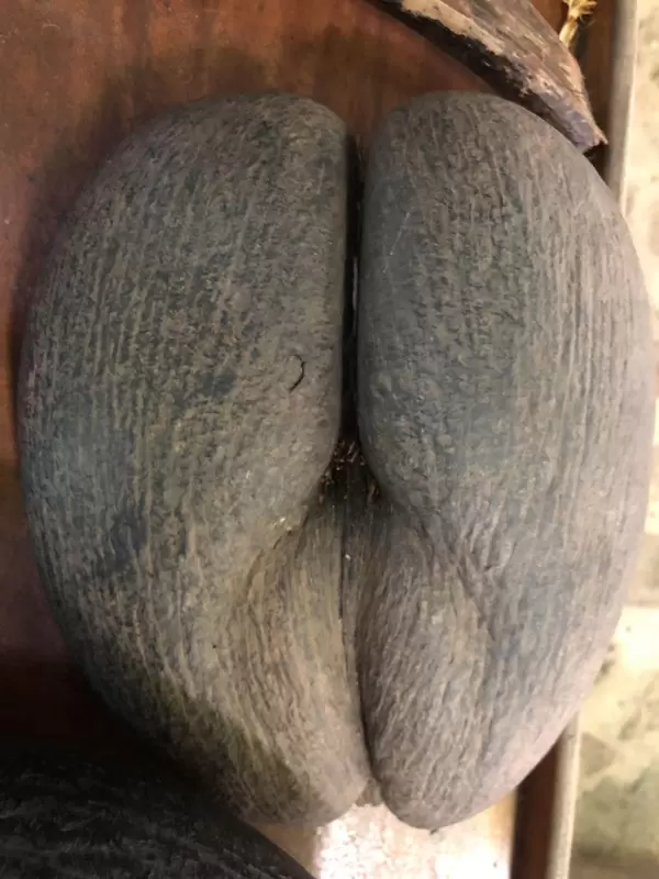 Abbildung der landestypischen Seychellennuss "Coco de Mer" im Vallée de Mai Nationalpark auf Praslin, Seychellen