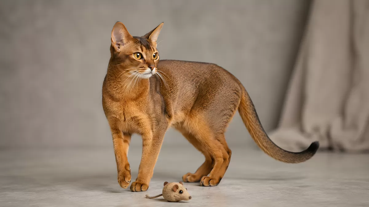 Abessinierkatze mit Spielzeugmaus im Fotostudio
