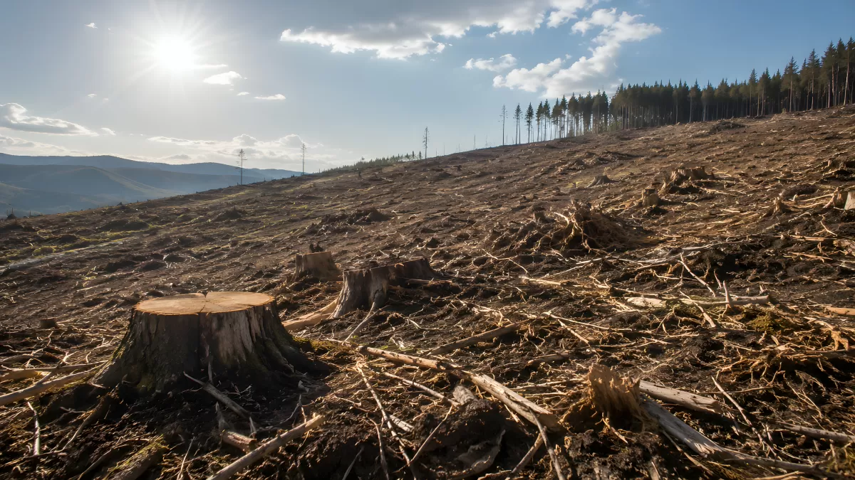 Abgeholzter Berghang mit Baumstümpfen im Sonnenlicht