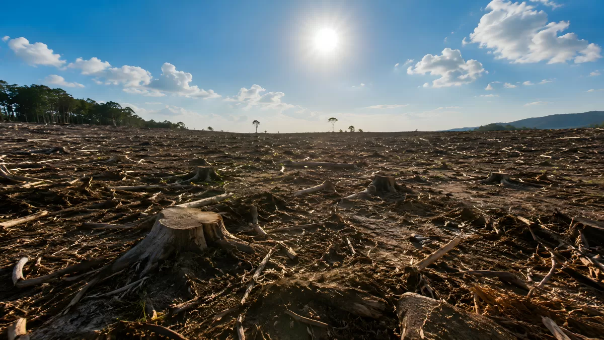 Abgeholzter Regenwald mit Baumstümpfen unter Sonne
