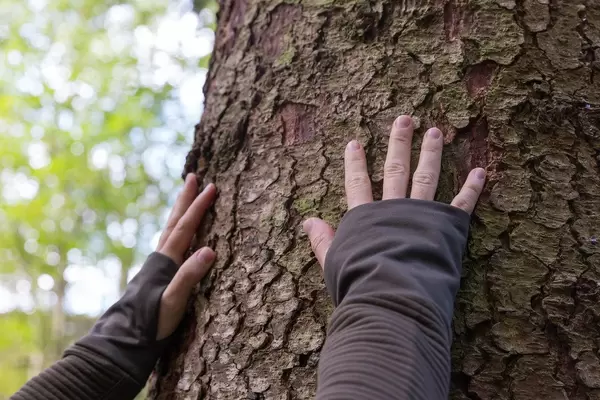 Achtsam berühren, die Kraft der Schöpfung verspüren: die Hände auf dem Baum Qi Gong