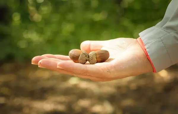 Acorns in hand
