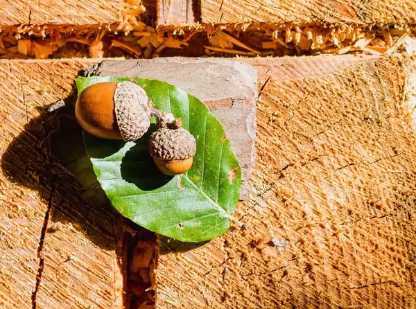 Acorns on green leaves