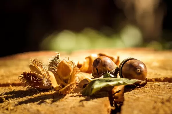Acorns on wood