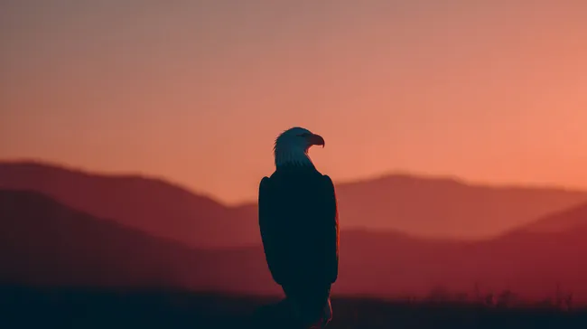 Adler-Silhouette bei orangerotem Sonnenuntergang