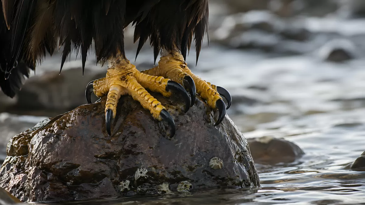 Adlerkrallen auf nassem Felsen am Fluss