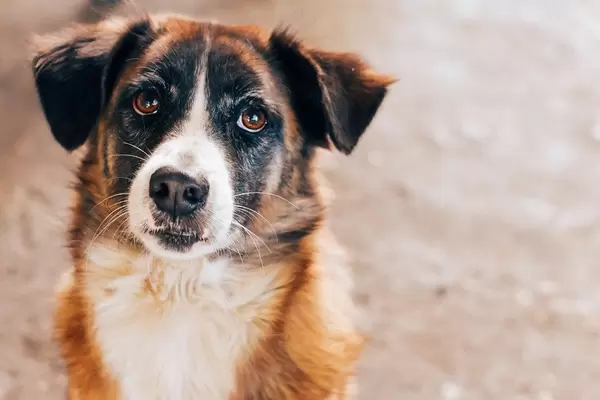 Adorable dog showing puppy eyes (Flip 2019)